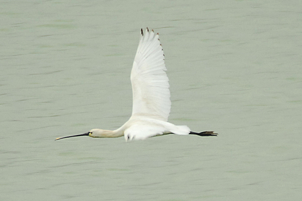 Spoonbill by Romano da Costa