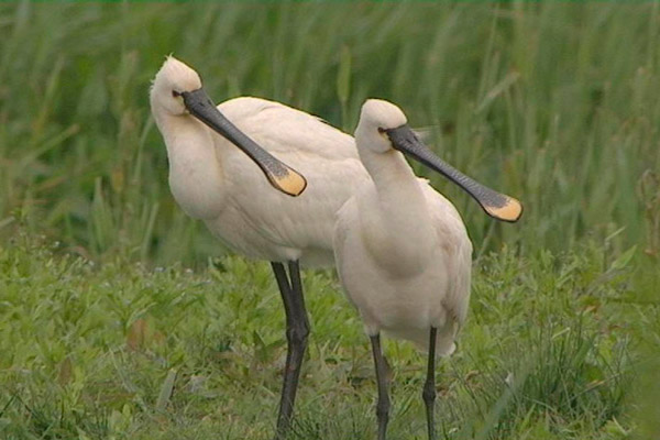 Spoonbill by Sue Daly