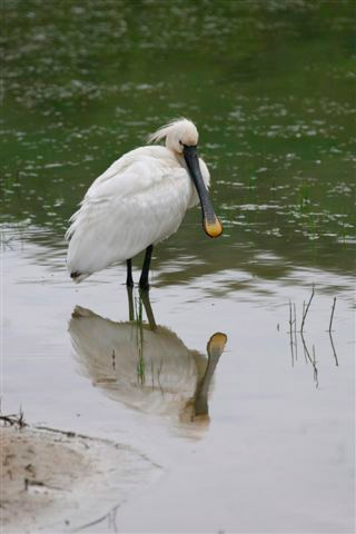 Spoonbill by Sue Daly