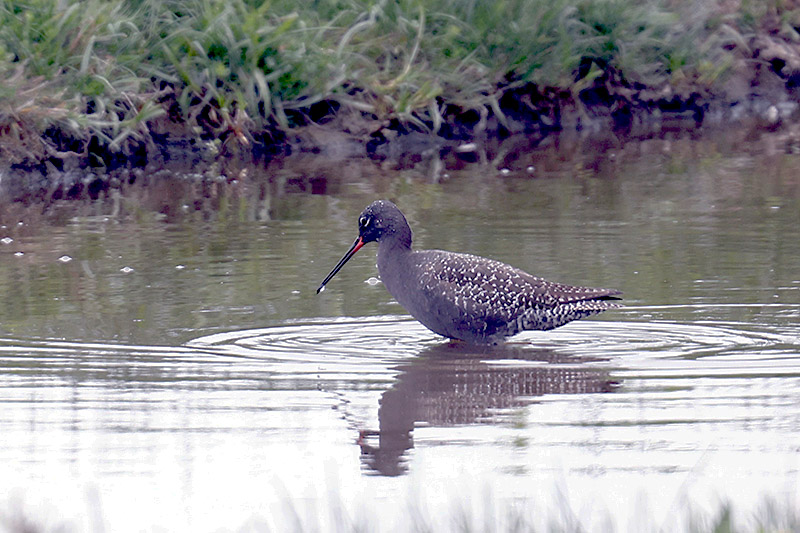 Spotted Redshank by Alan Modral