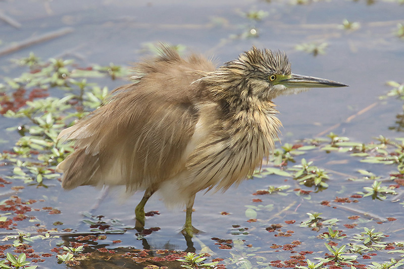 Squacco Heron by Mick Dryden