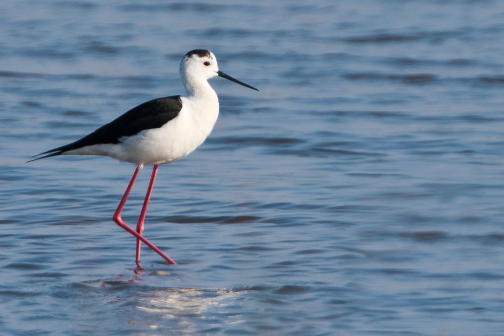 Black-winged Stilt by Romano da Costa