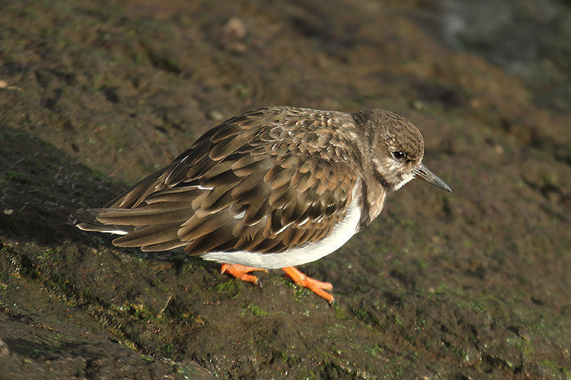 Turnstone by Mick Dryden