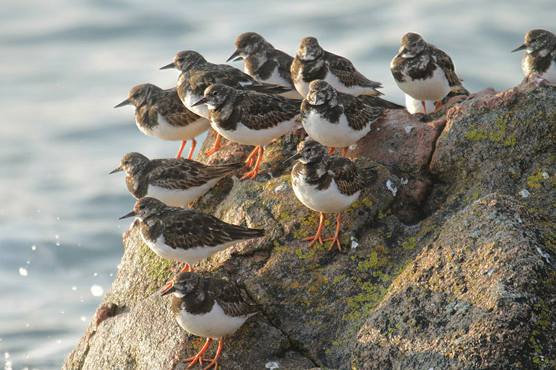 Turnstones by Mick Dryden