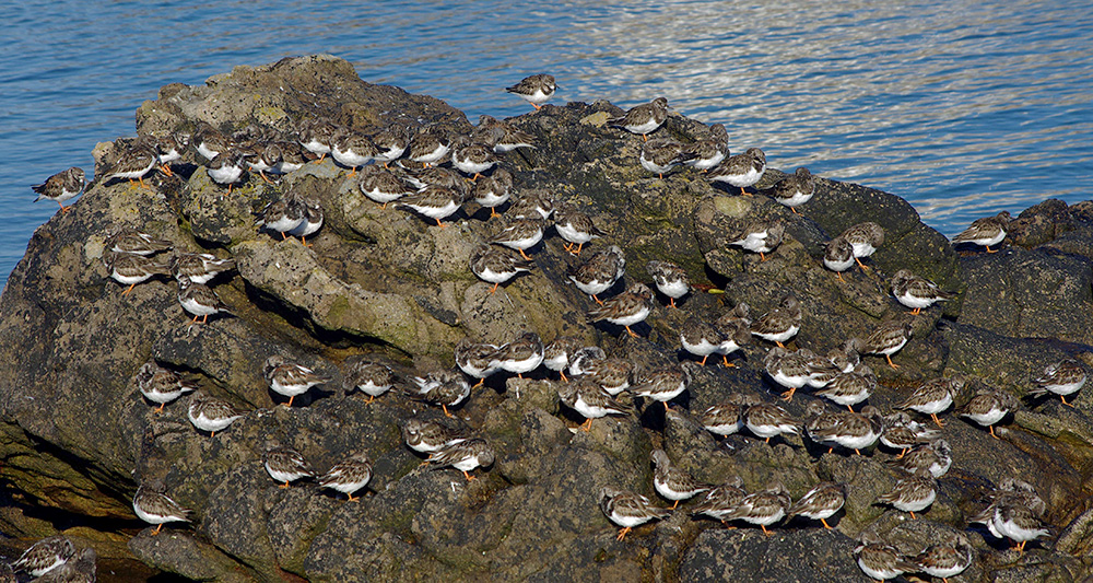 Turnstones by Nick Jouault