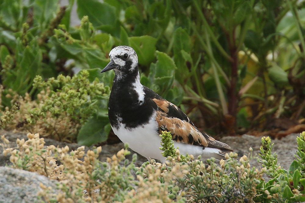 Turnstone by Mick Dryden