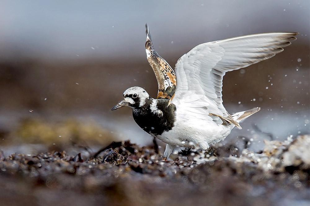 Turnstone by Romano da Costa