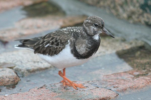 Ruddy Turnstone by Mick Dryden