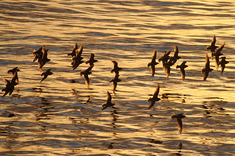 Turnstone by Mick Dryden