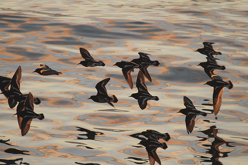 Turnstone by Mick Dryden