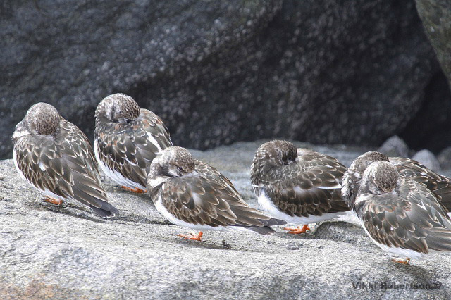 Turnstones by Vikki Robertson