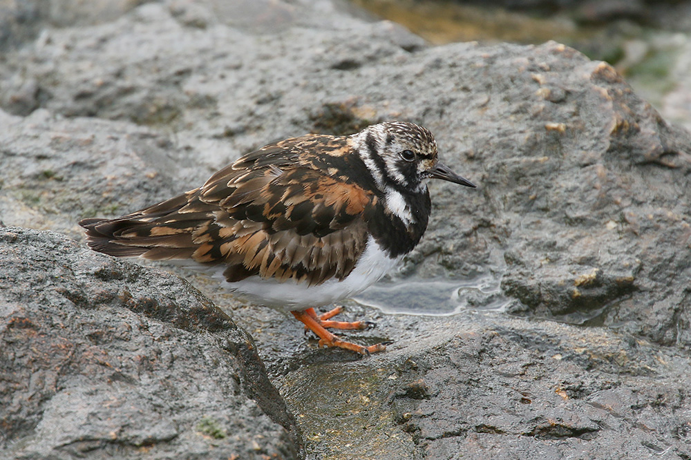 Turnstone by Mick Dryden