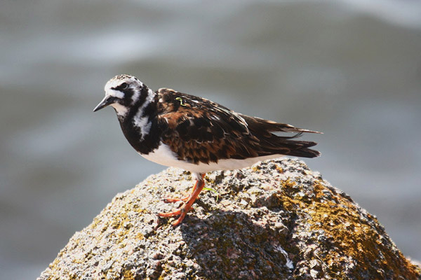 Ruddy Turnstone by Mick Dryden