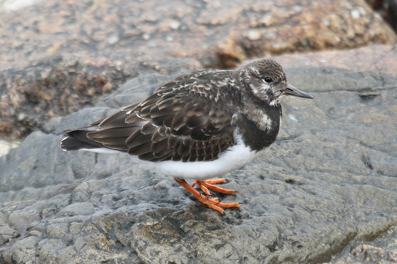 Turnstone by Mick Dryden