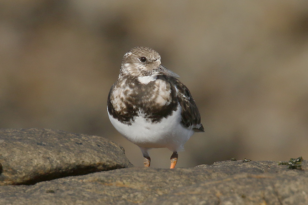 Turnstone by Mick Dryden