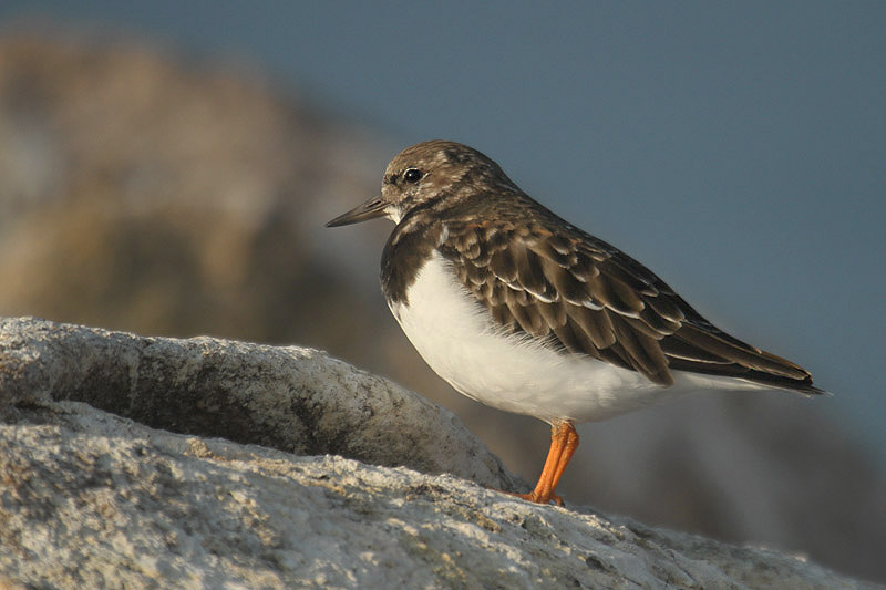 Turnstone by Mick Dryden