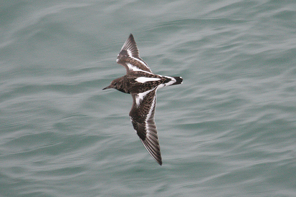 Ruddy Turnstone by Mick Dryden