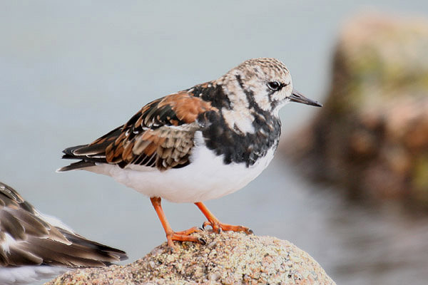 Ruddy Turnstone by Mick Dryden