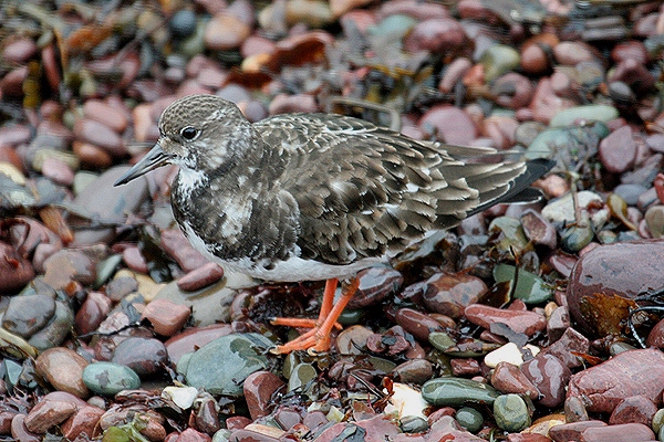 Ruddy Turnstone by Mick Dryden