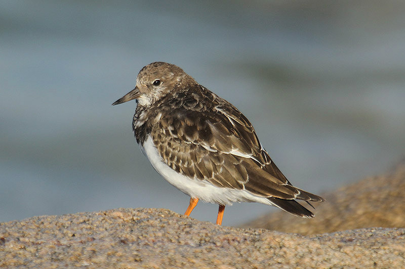 Turnstone by Mick Dryden