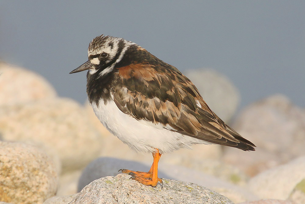 Turnstone by Mick Dryden