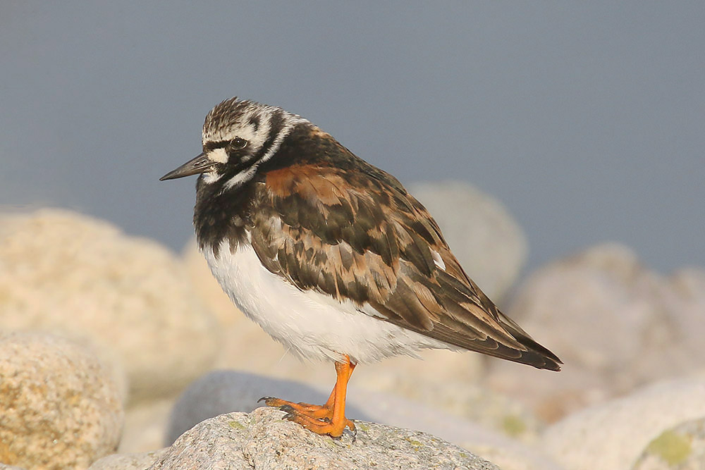 Turnstone by Mick Dryden