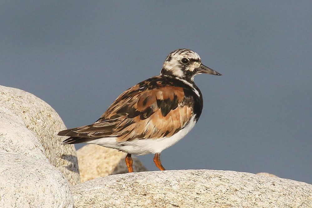 Turnstone by Mick Dryden