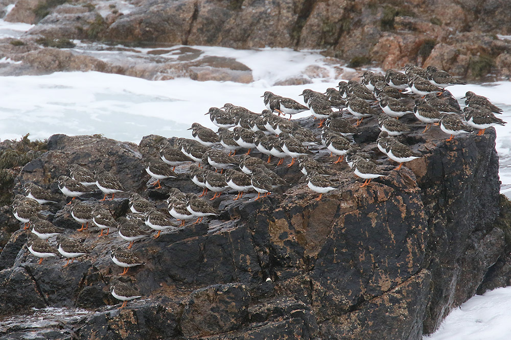 Turnstones by Mick Dryden