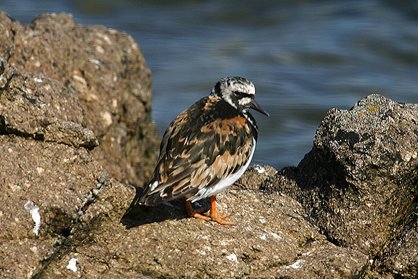 Ruddy Turnstone by Mick Dryden