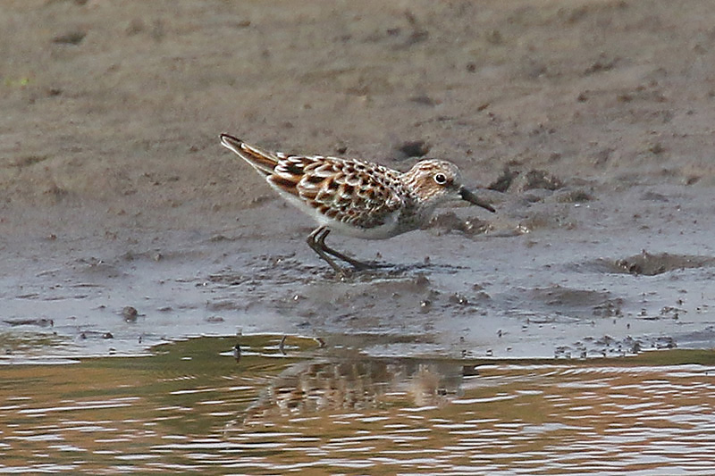 Little Stint by Mick Dryden
