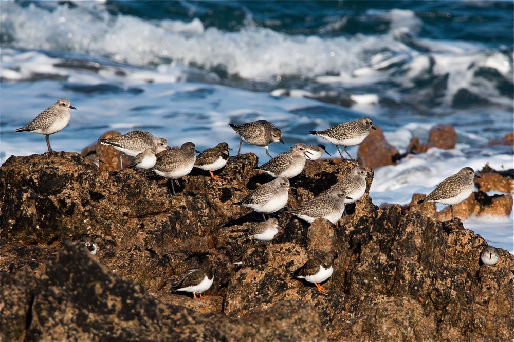 Waders by Romano da Costa