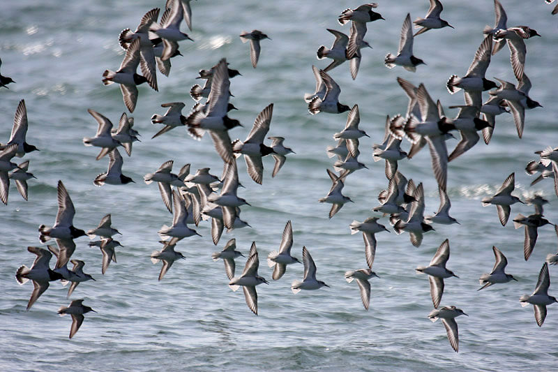 Waders by Mick Dryden