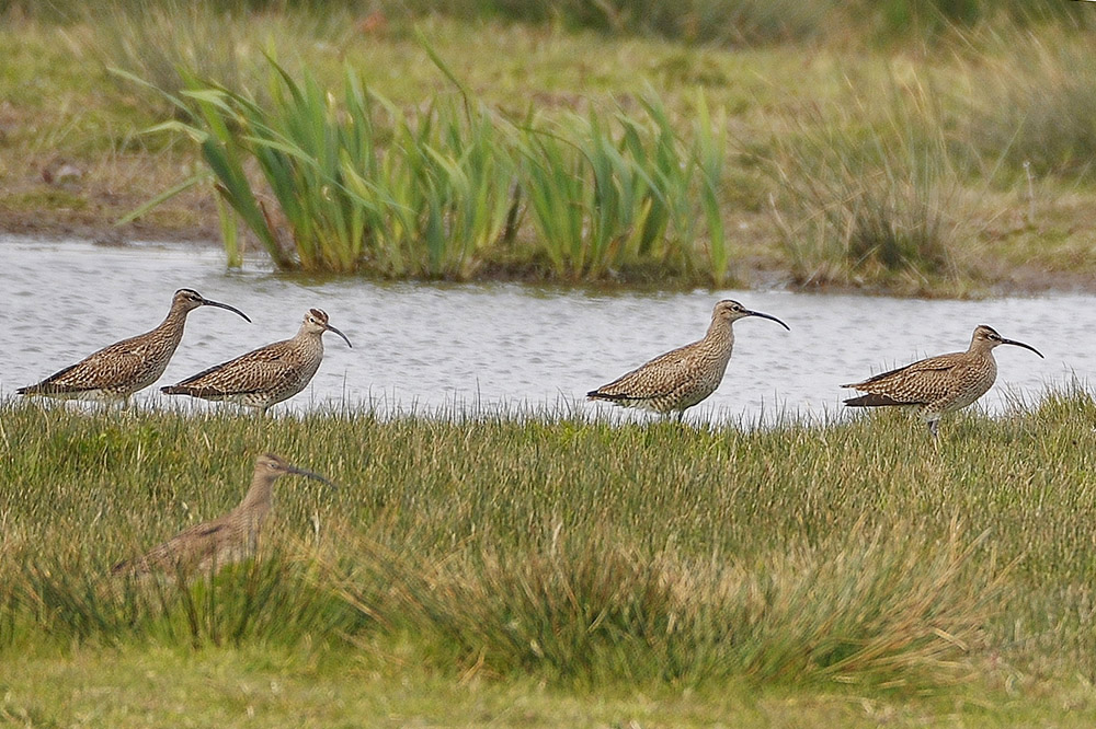 Whimbrels by Alan Gicquel