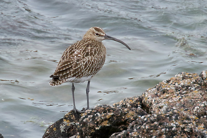 Whimbrel by Mick Dryden