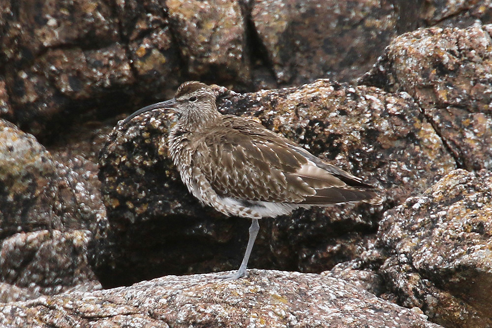 Whimbrel by Mick Dryden