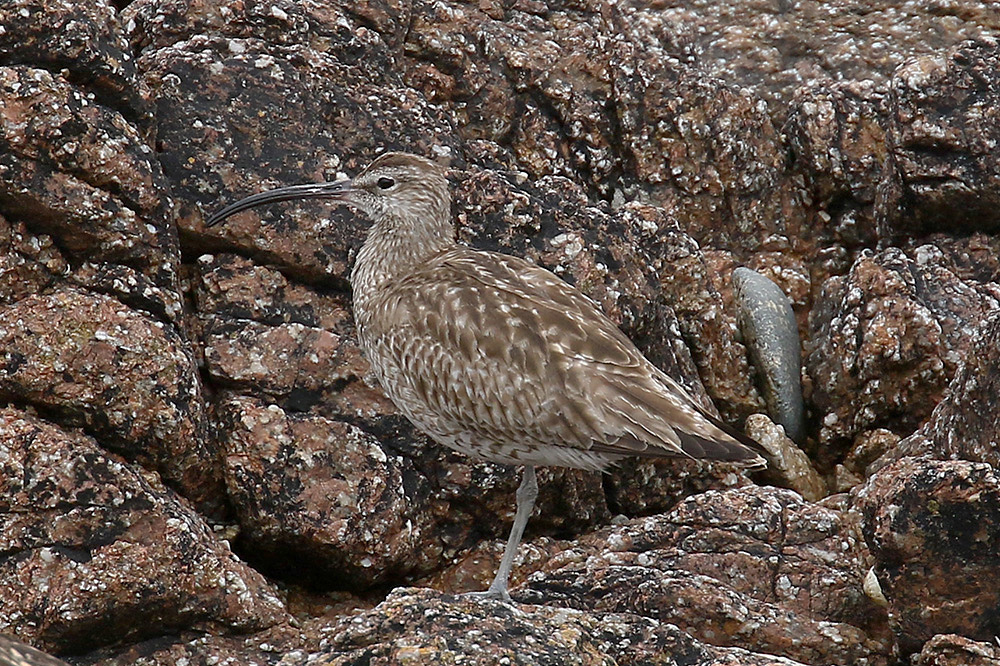 Whimbrel by Mick Dryden