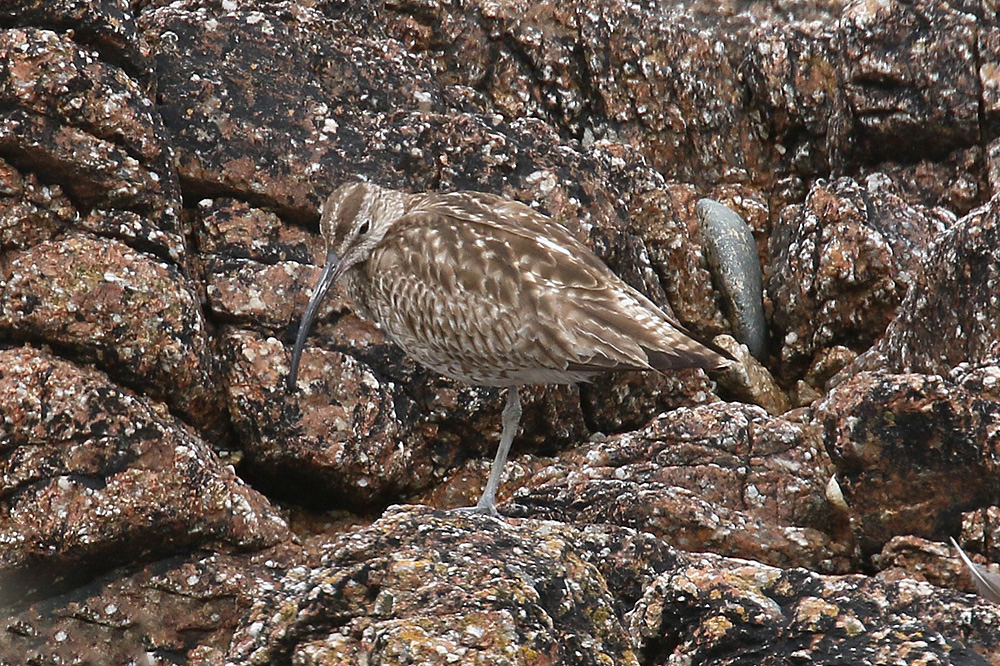 Whimbrel by Mick Dryden