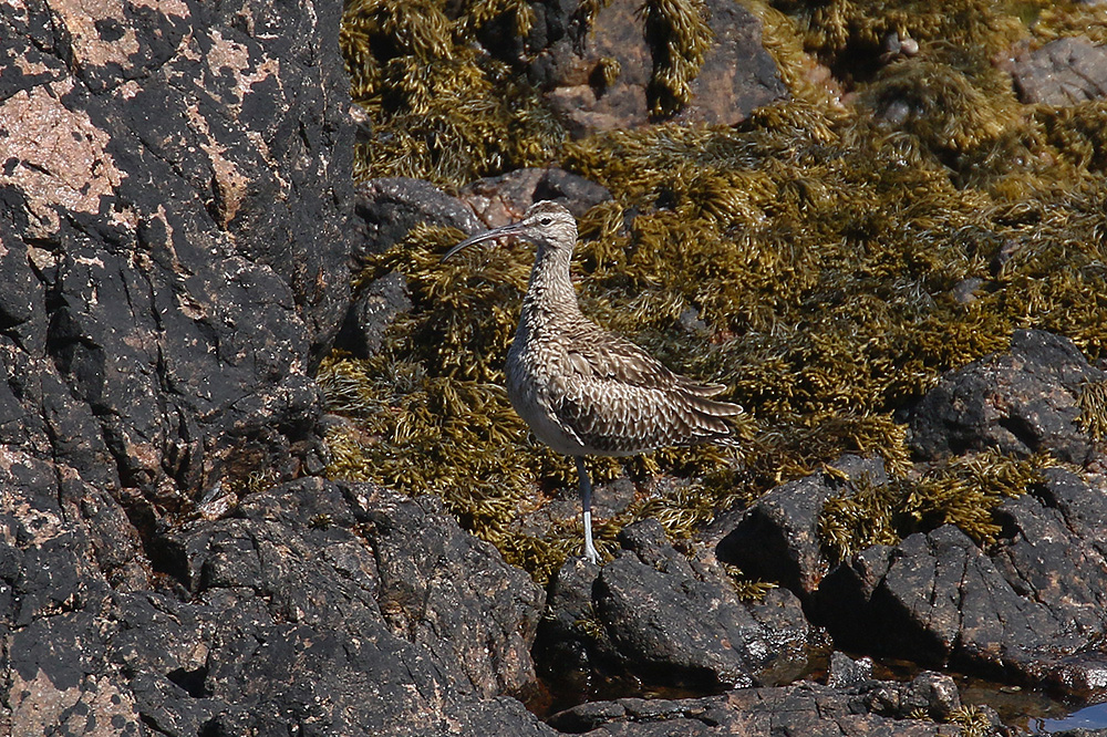 Whimbrel by Mick Dryden