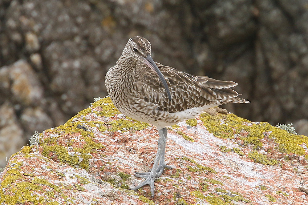 Whimbrel by Mick Dryden