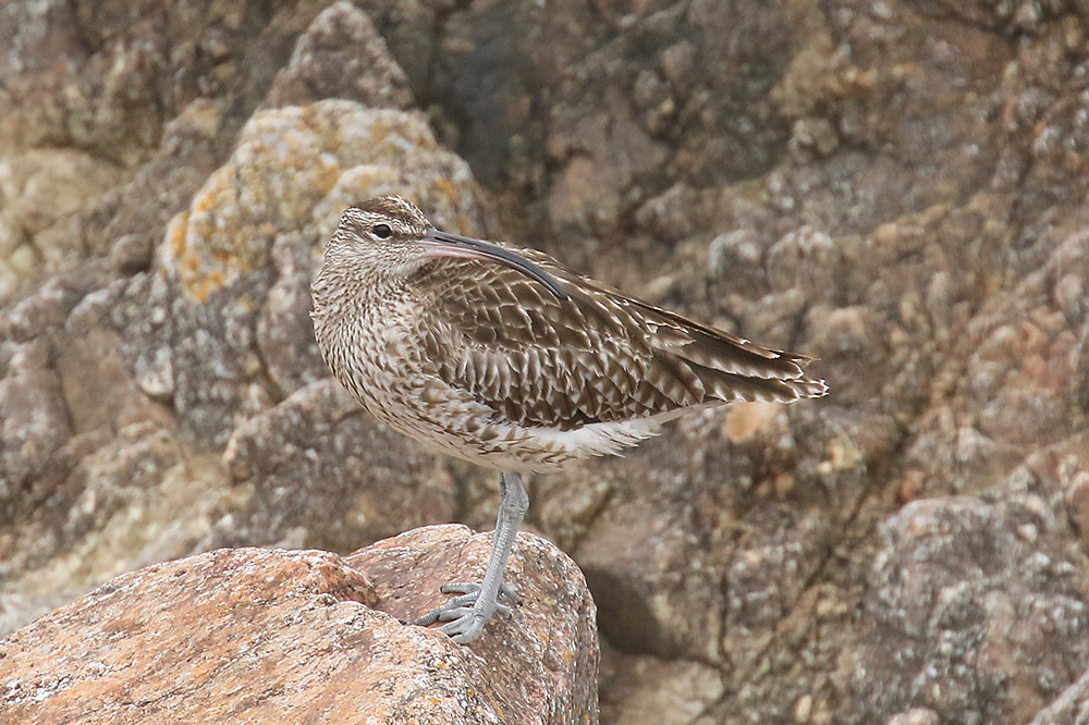 Whimbrel by Mick Dryden