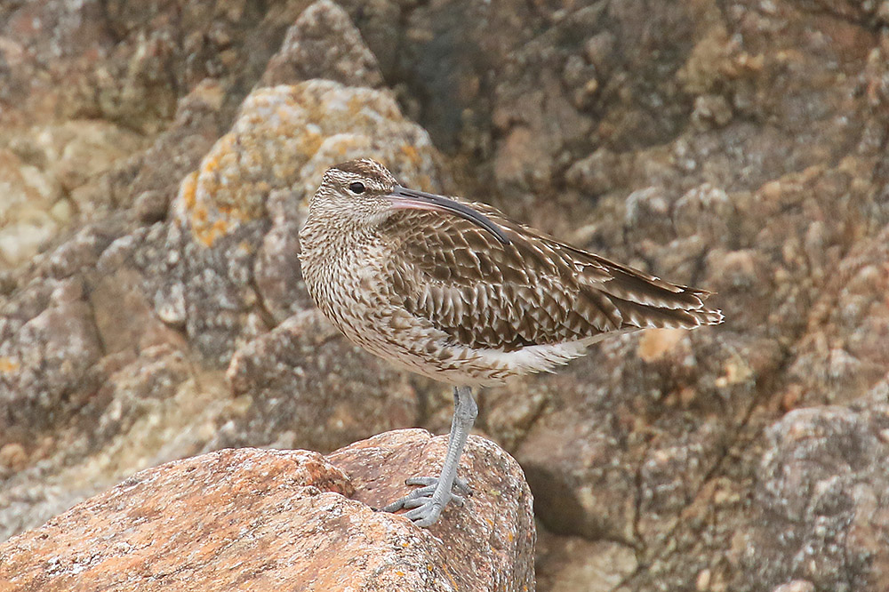 Whimbrel by Mick Dryden