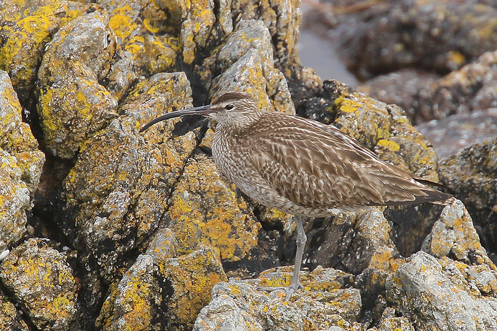 Whimbrel by Mick Dryden