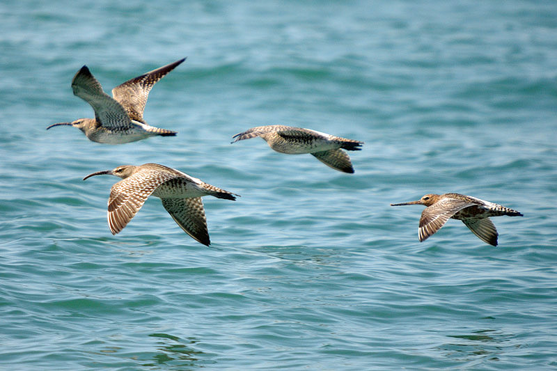 Whimbrels by Romano da Costa