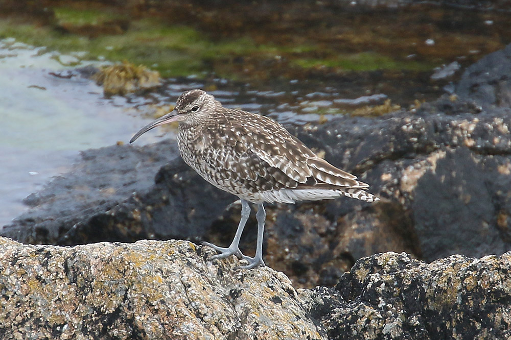 Whimbrel by Mick Dryden