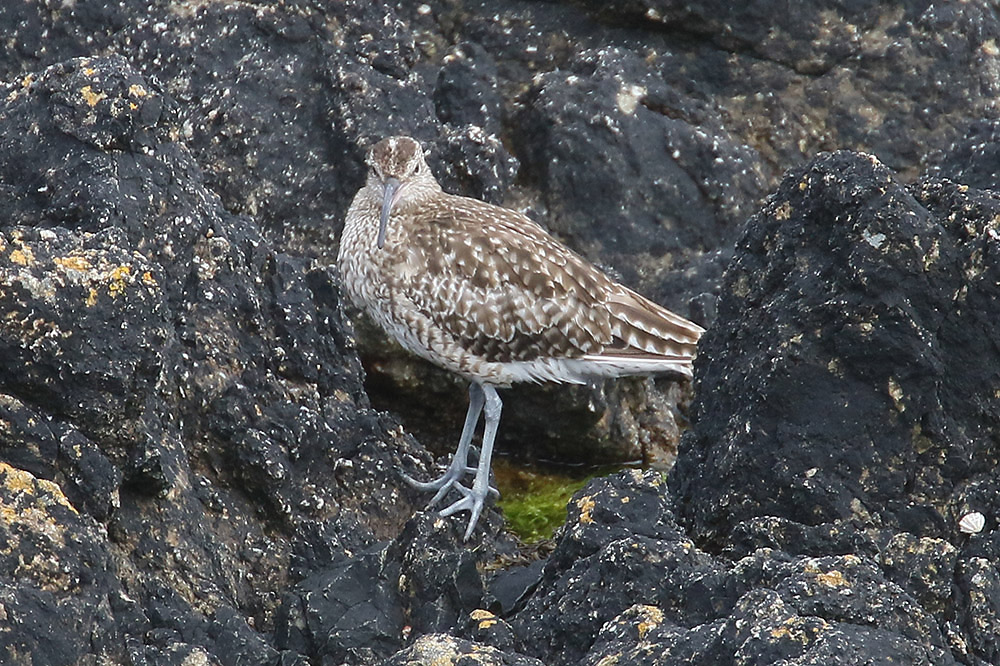 Whimbrel by Mick Dryden