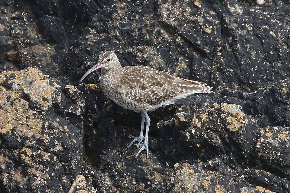 Whimbrel by Mick Dryden