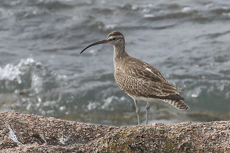 Whimbrel by Mick Dryden