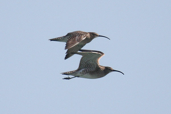 Whimbrels by Mick Dryden