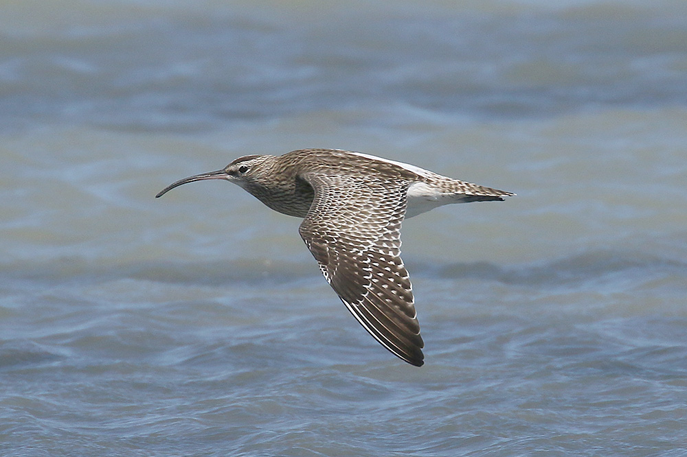 Whimbrel by Mick Dryden