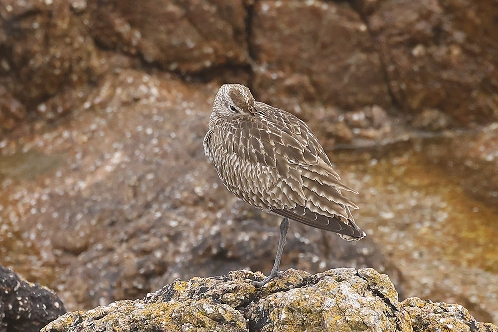 Whimbrel by Mick Dryden